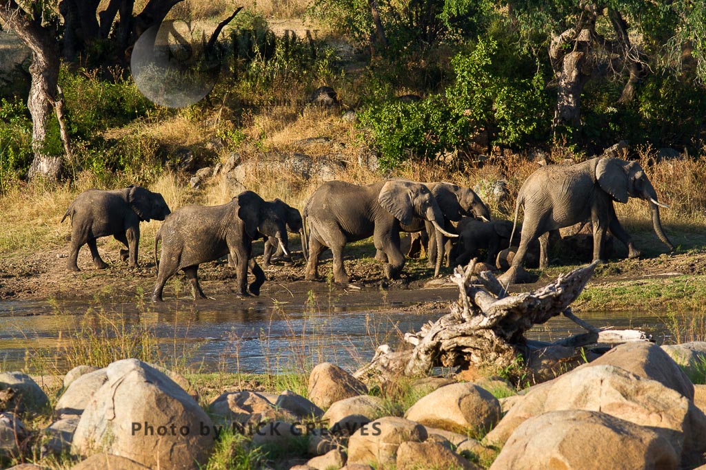 Breed herd on riverbank,  (Loxodonta africana)