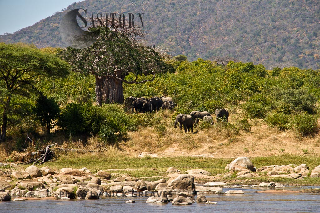 Elephants by the Ruaha (Loxodonta africana)