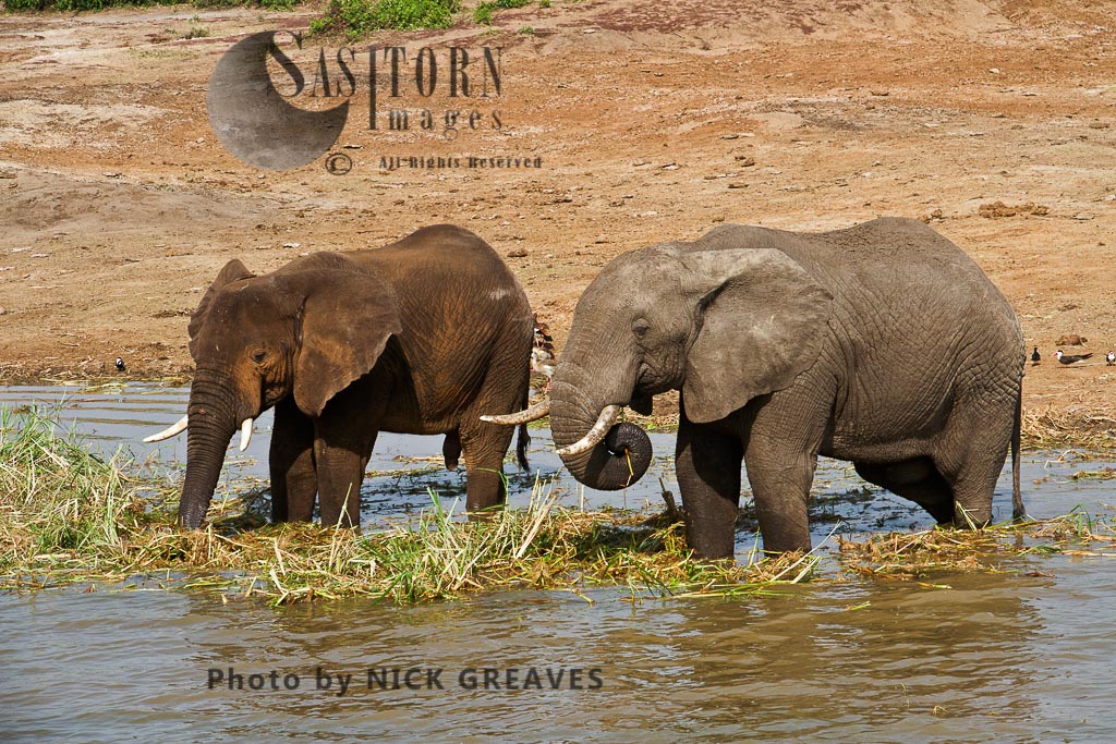 Elephant eating in the Kazinga Channel (Loxodonta africana)