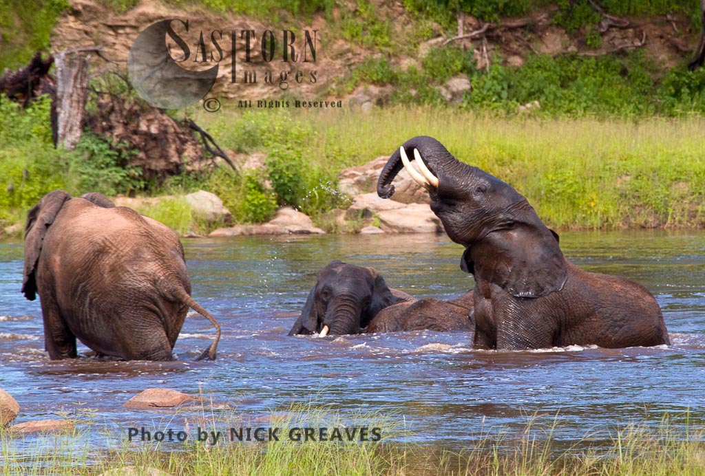 Elephants playing in river (Loxodonta africana)