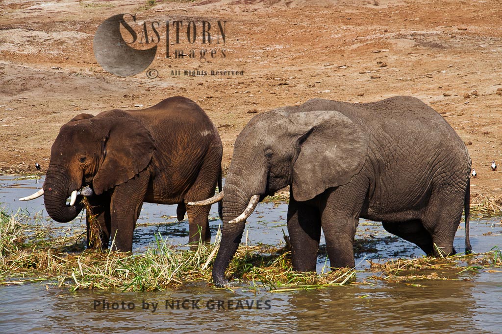 Elephant Bulls at the Kazinga Channel (Loxodonta africana)