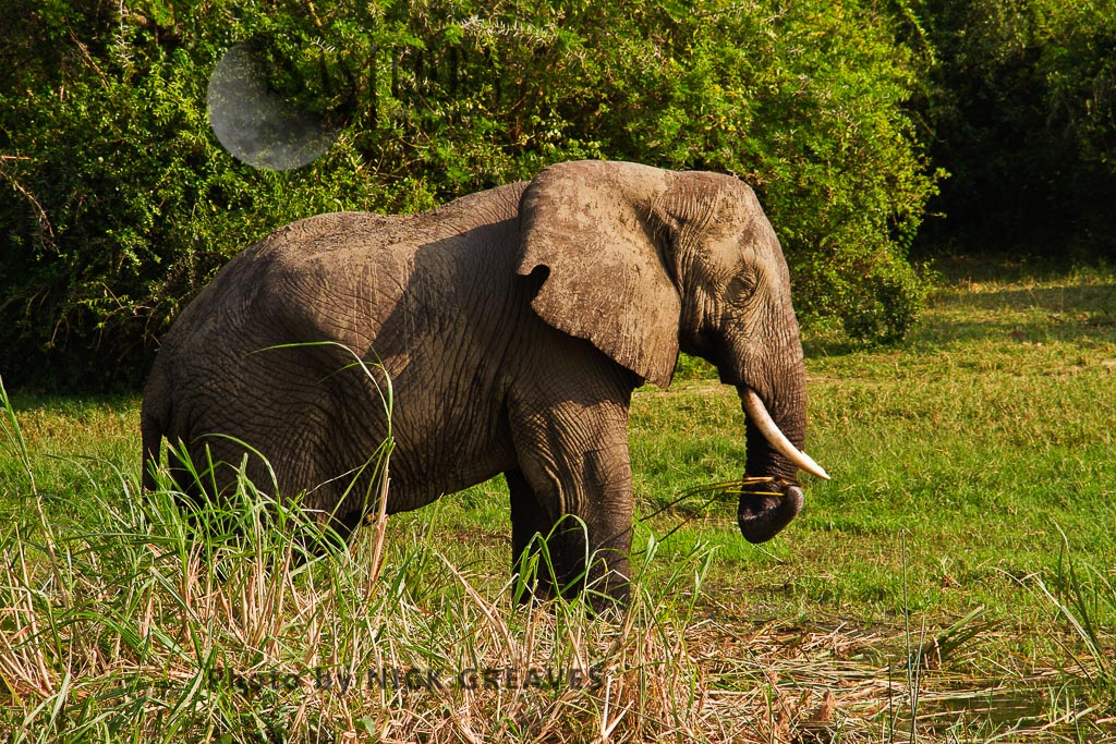 Elephant bull eating reeds (Loxodonta africana)