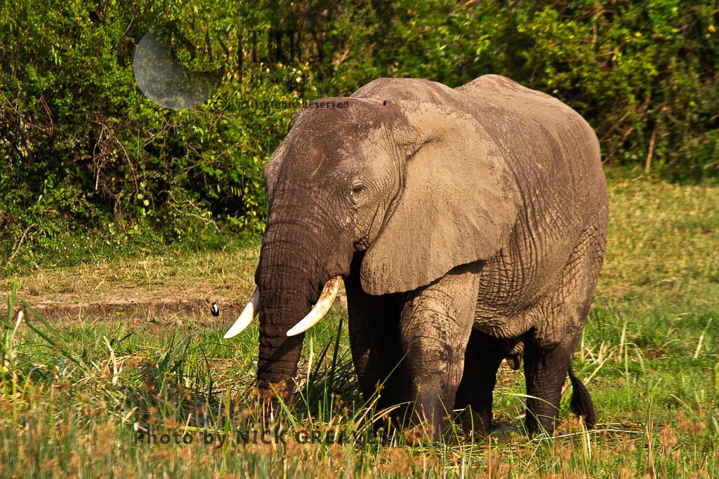 large elephant bull (Loxodonta africana)