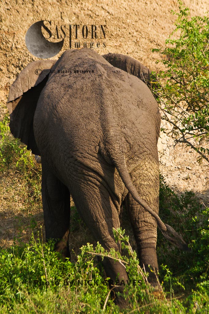 elephant bull dozing (Loxodonta africana)
