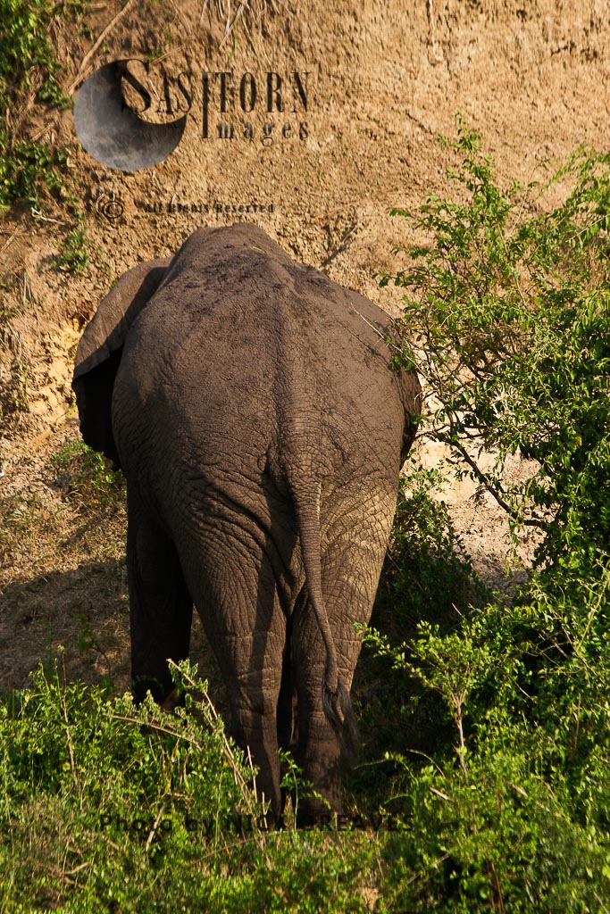 dozing Elephant (Loxodonta africana)