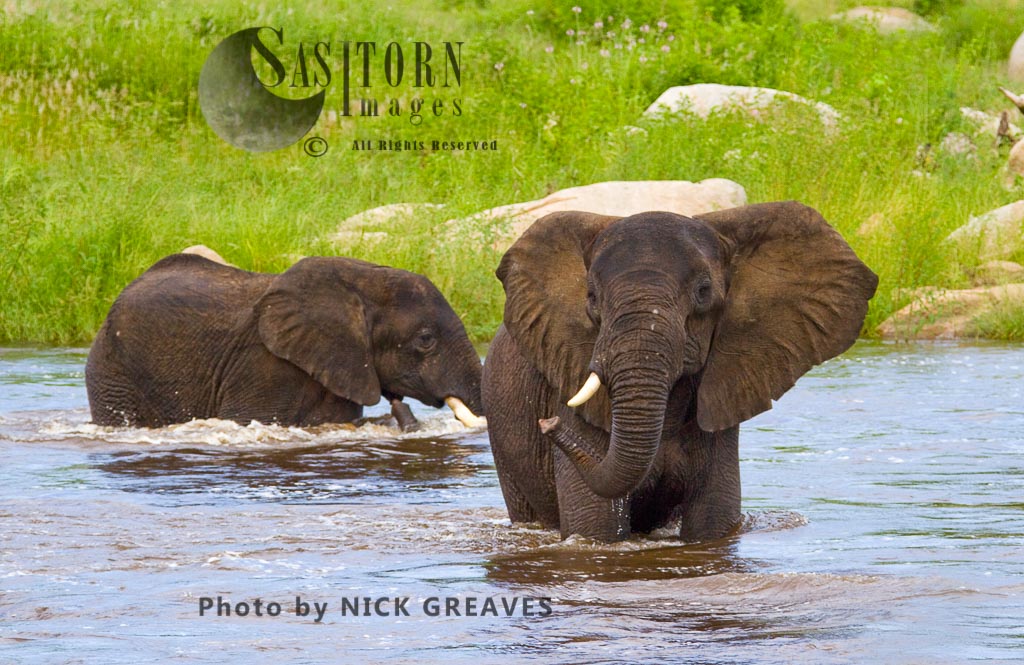 Elephant wading in Ruaha (Loxodonta africana)