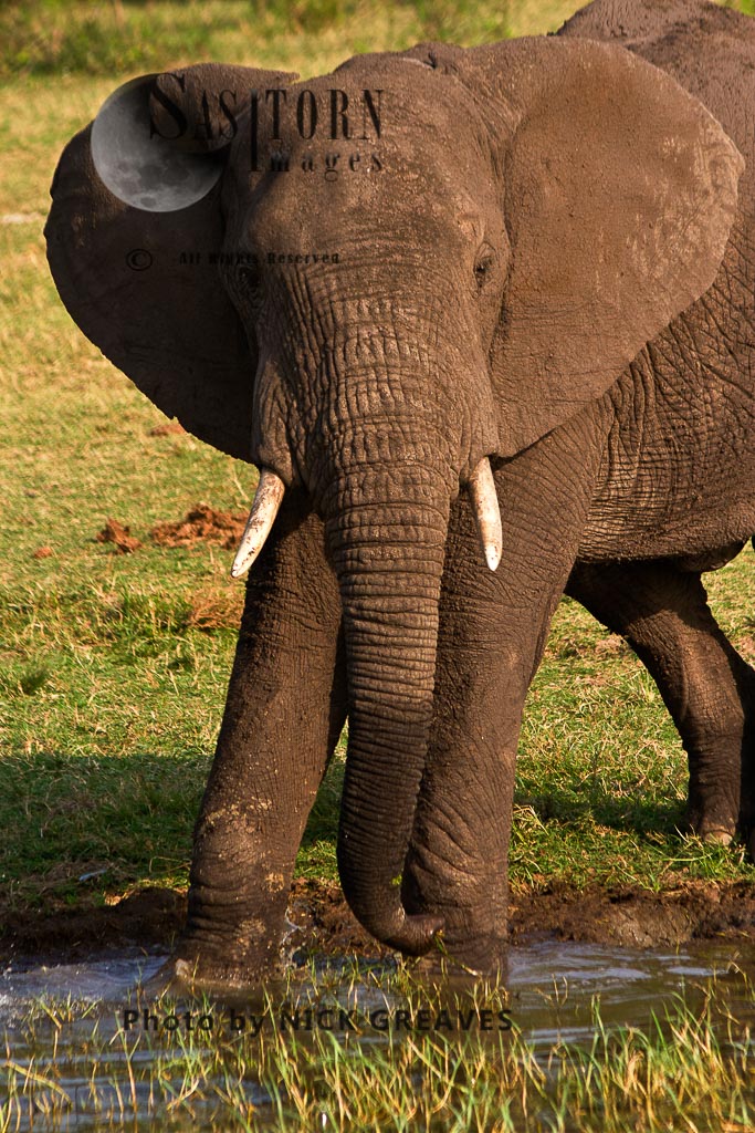 Elephant bull browsing in the Kazinga Channel (Loxodonta africana)