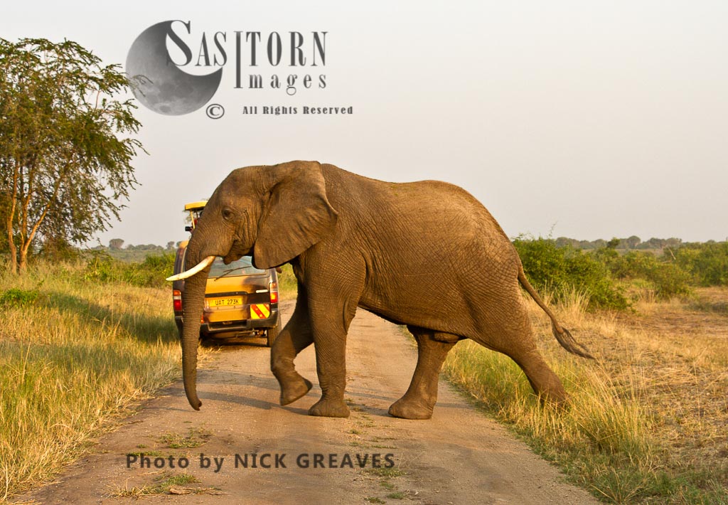Elephant crossing road (Loxodonta africana)