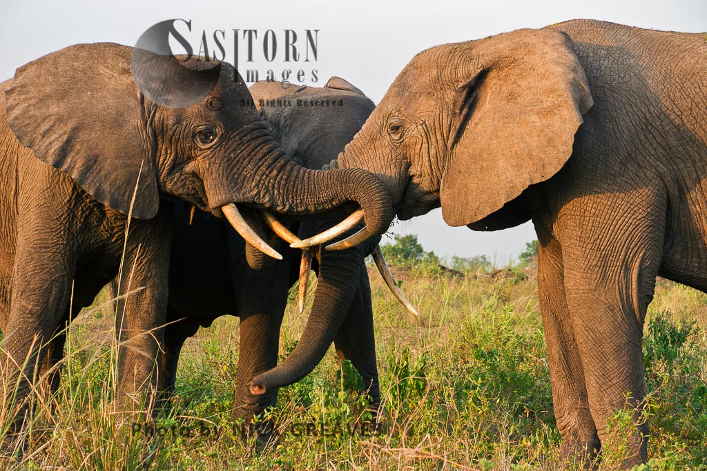 Elephants tactile communication (Loxodonta africana)