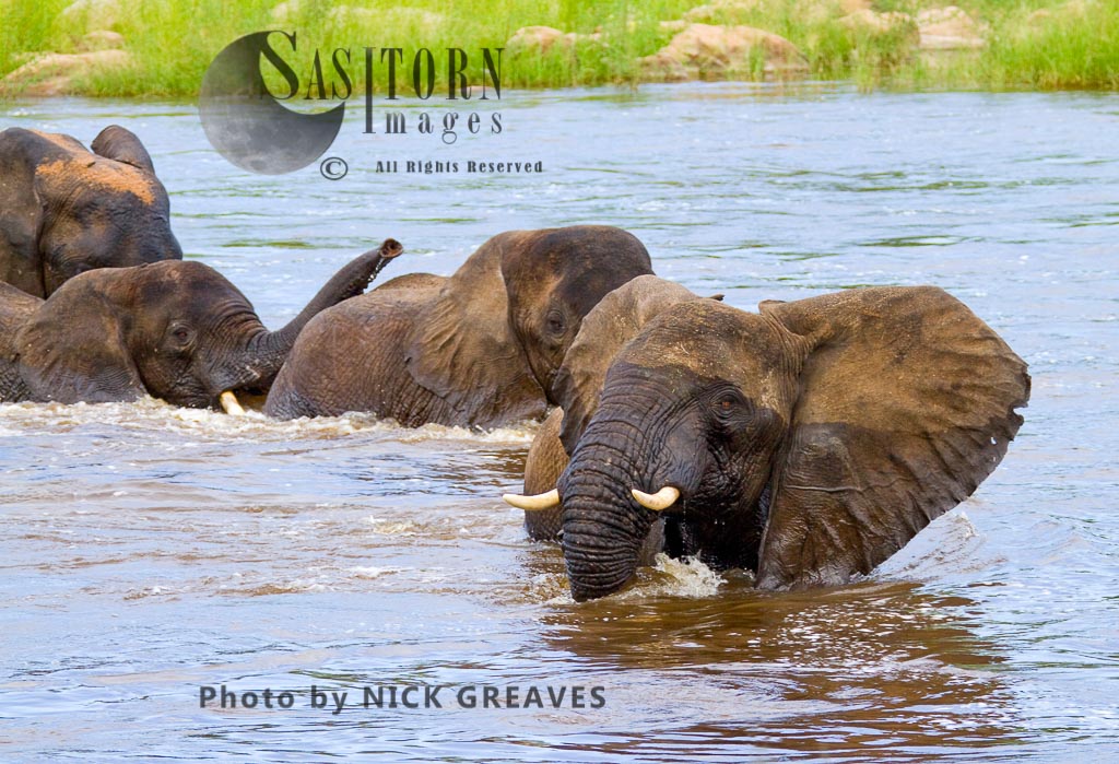 Elephant bulls wading Ruaha (Loxodonta africana)