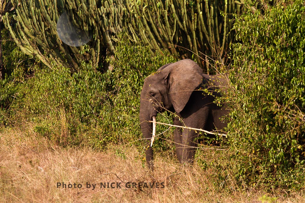 Matriarch checking surroundings (Loxodonta africana)