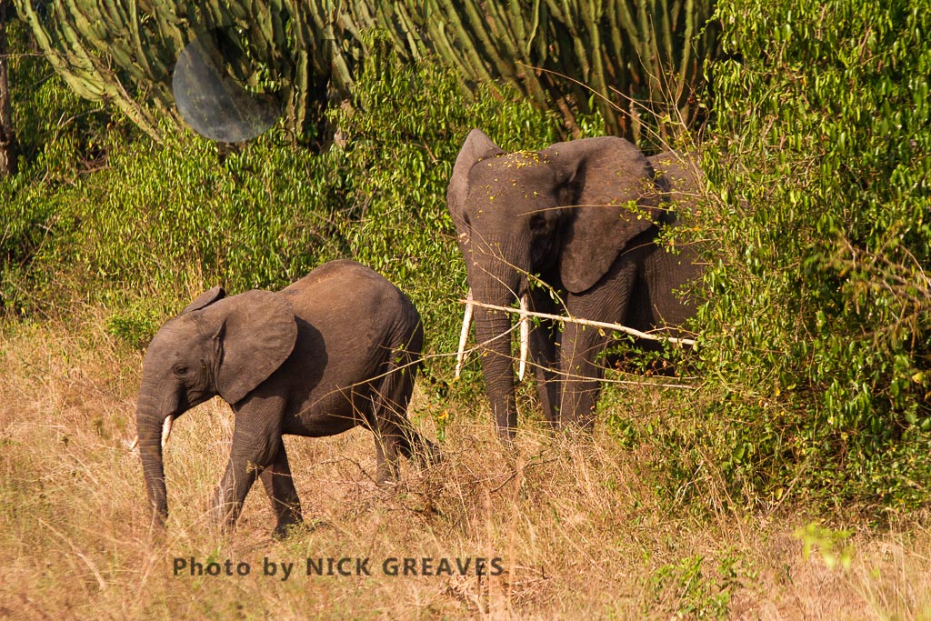 elephants emerging from dense forest (Loxodonta africana)