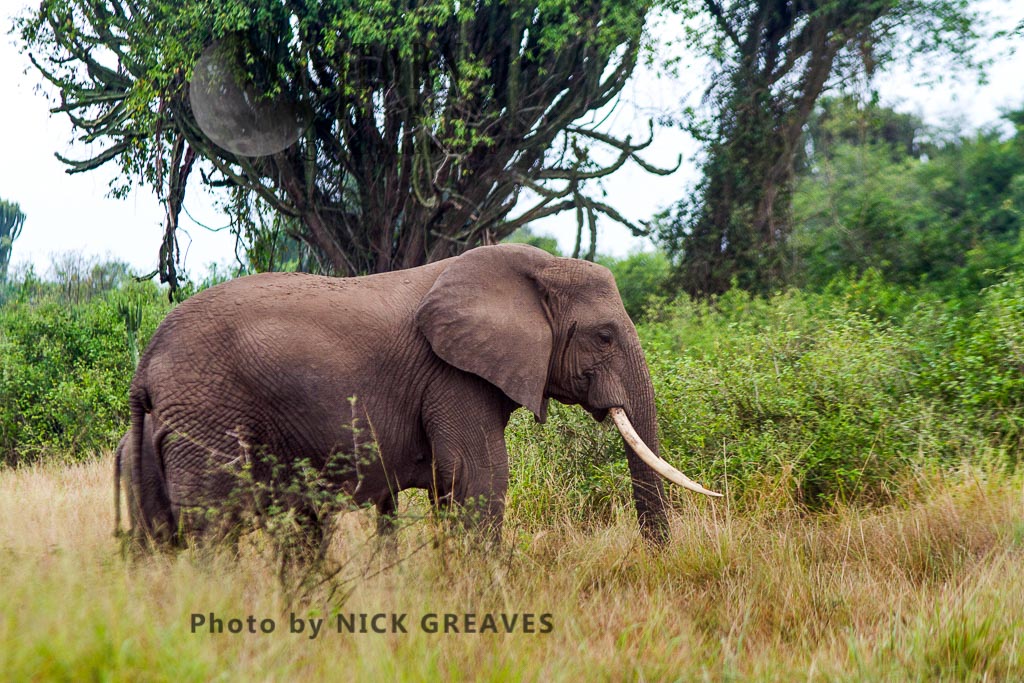 Elephant bull weeping from temporal gland (Loxodonta africana)