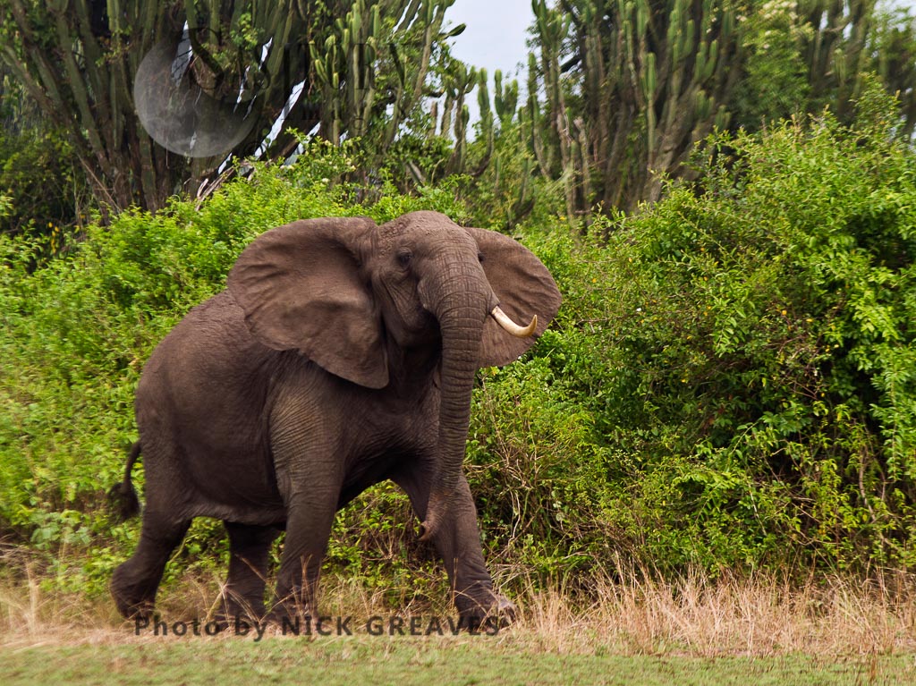 agressive Matriarch Elephant (Loxodonta africana)