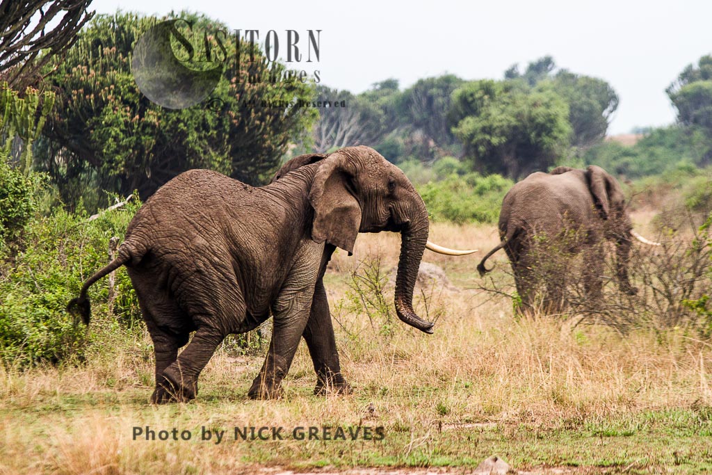 Elephant herd matriarch (Loxodonta africana)