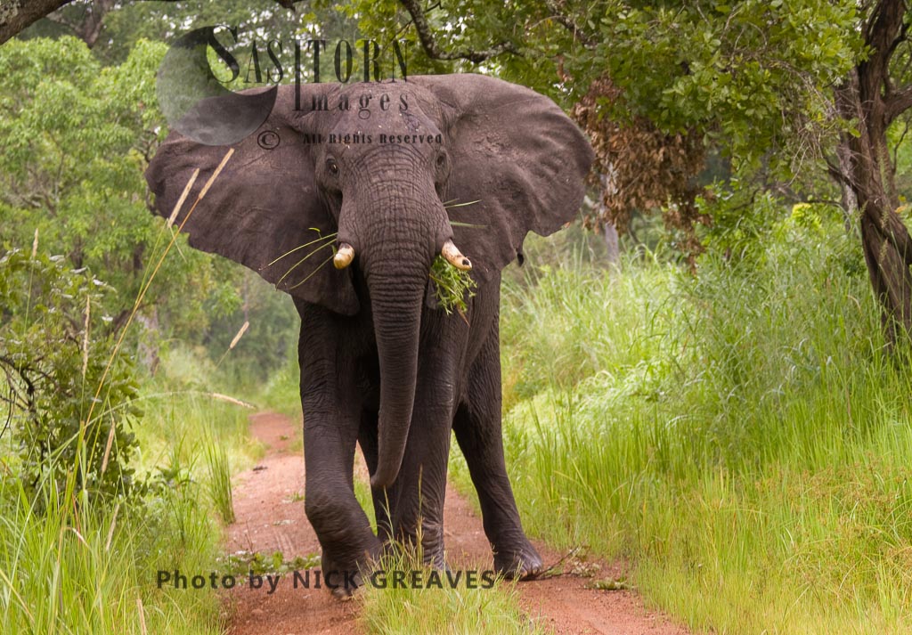 wary bull Elephant (Loxodonta africana)