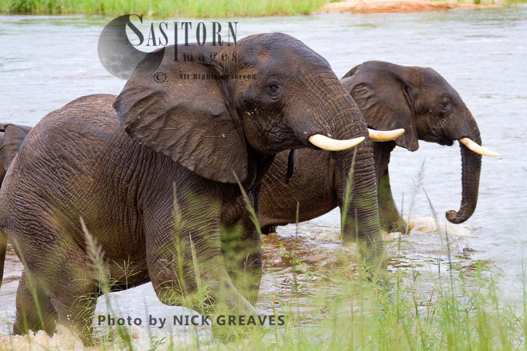 Elephant getting out of river (Loxodonta africana)