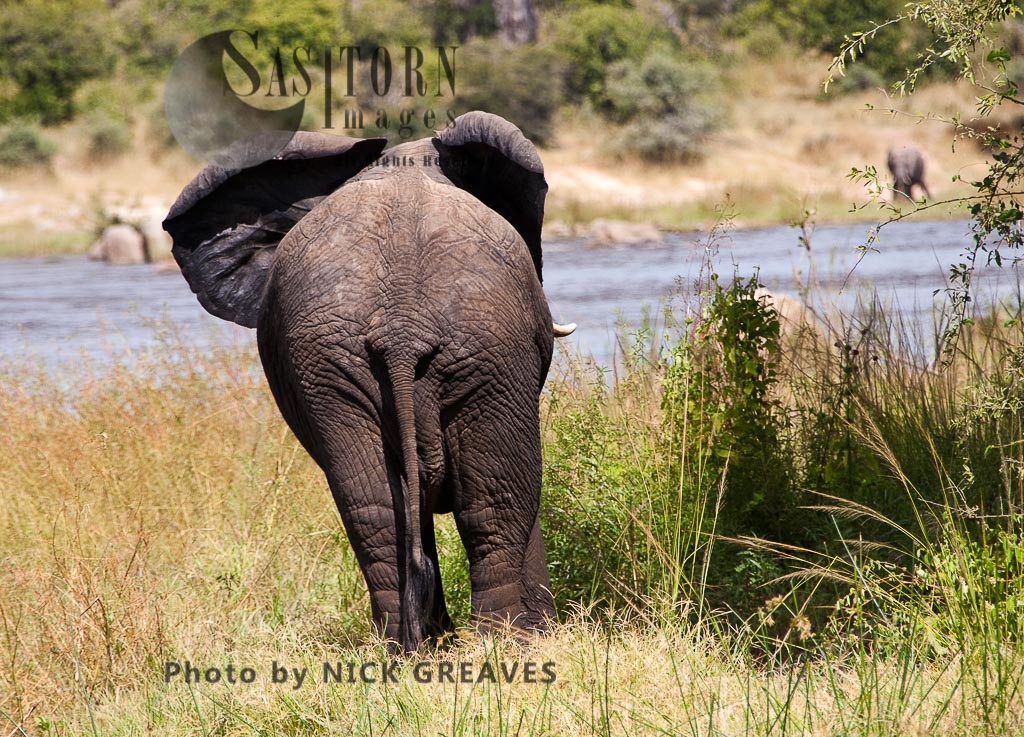 Elephant posterior (Loxodonta africana)