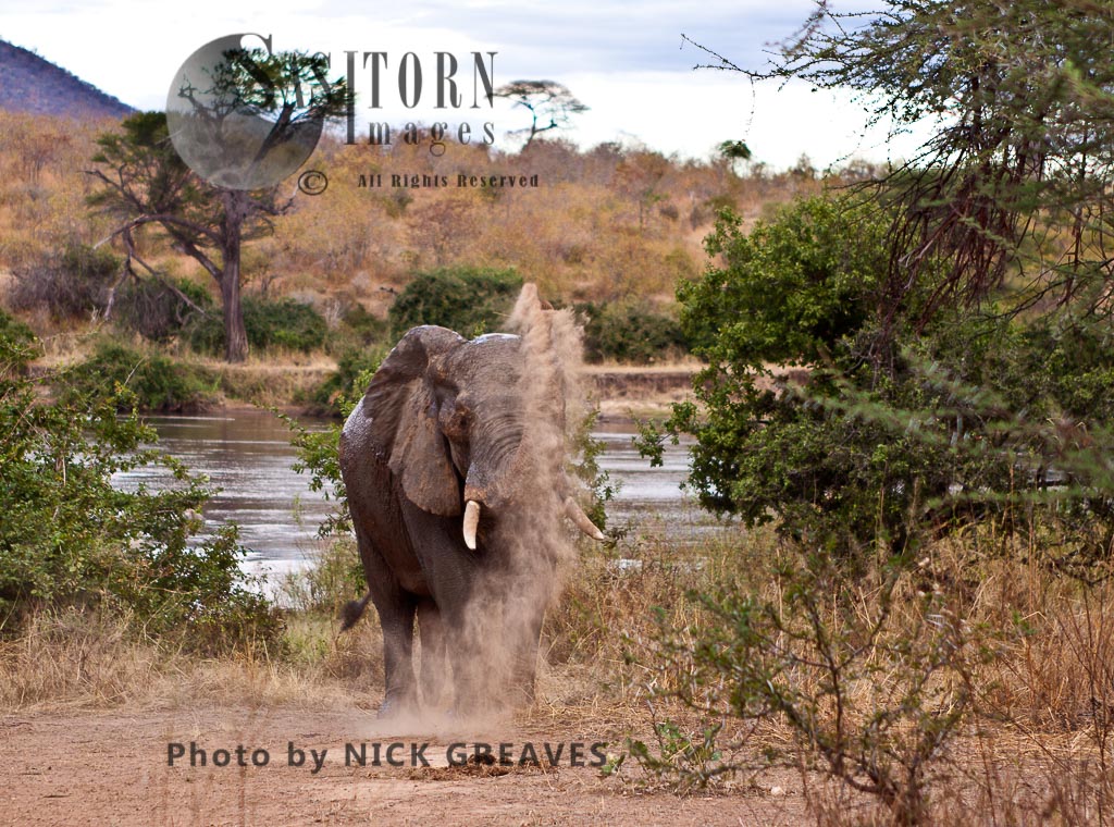 Elephant bull dust bathing (Loxodonta africana)