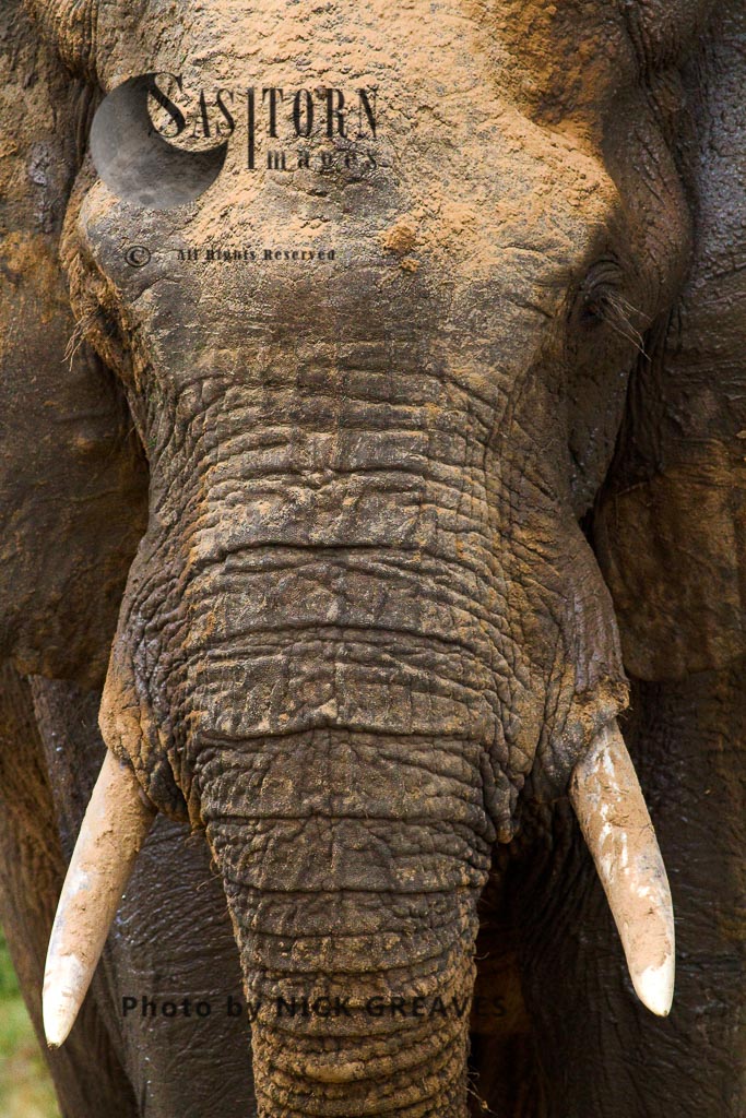 Elephant detail (Loxodonta africana)