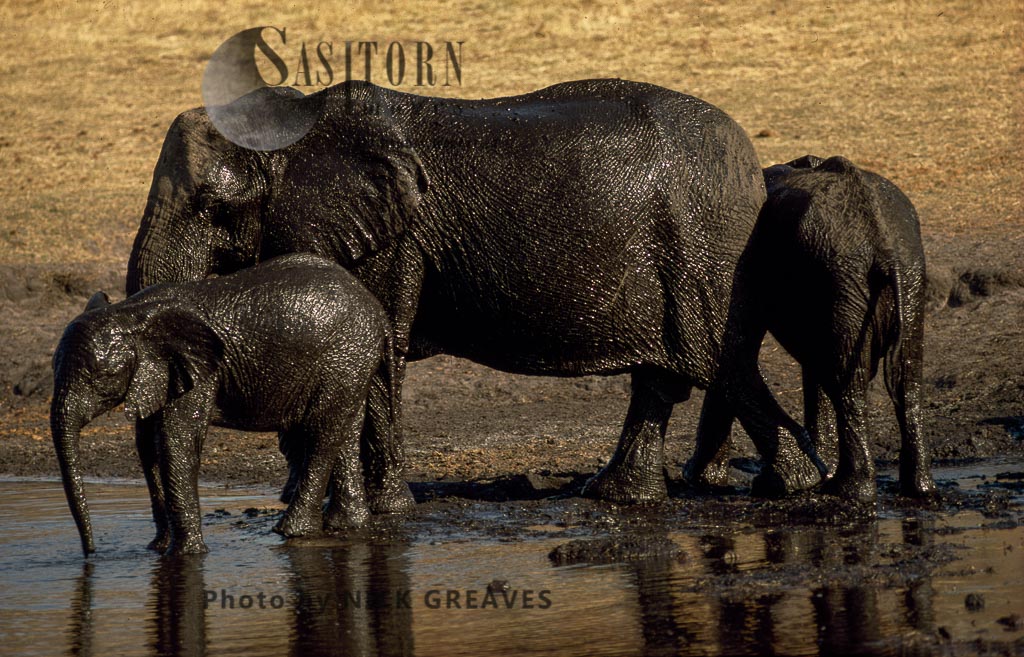 African Elephant shiny mud bath, Loxodonta africana, Hwange National Park, Zimbabwe