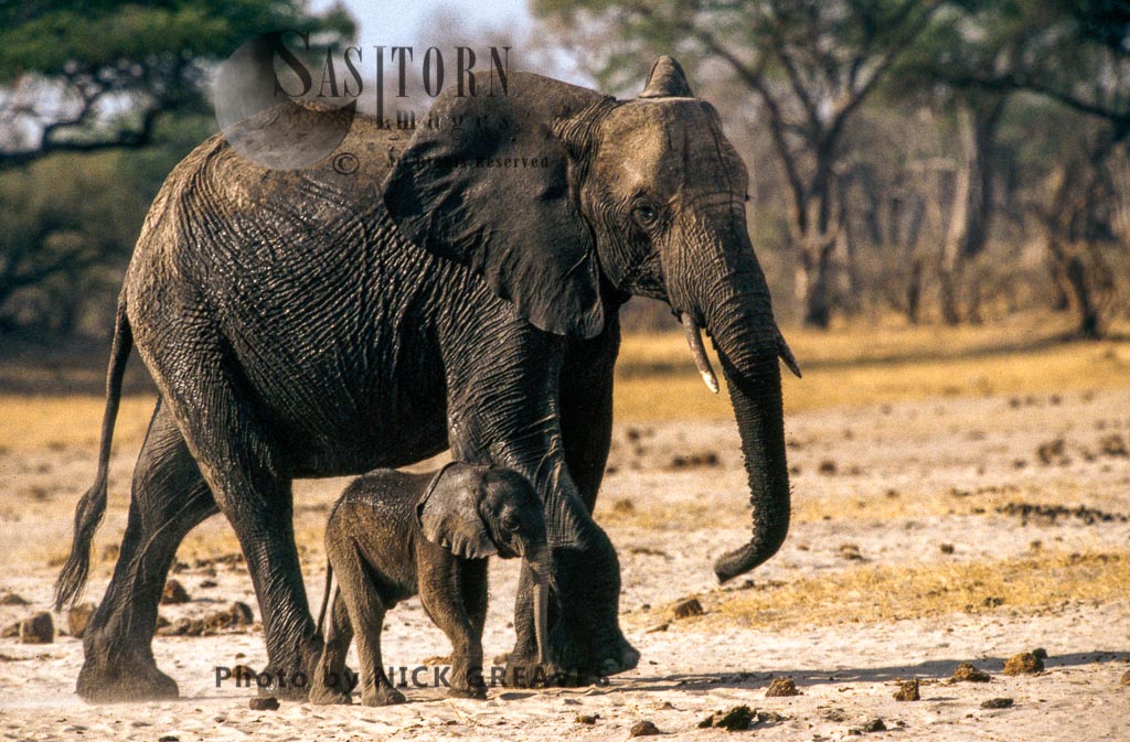 African Elephants (Loxodonta africana), cow and calf, Hwange National Park, Zimbabwe