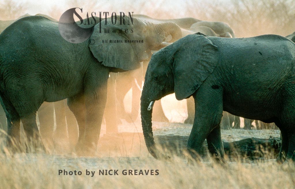 African Elephant (Loxodonta africana), herd dusting, Hwange National Park, Zimbabwe
