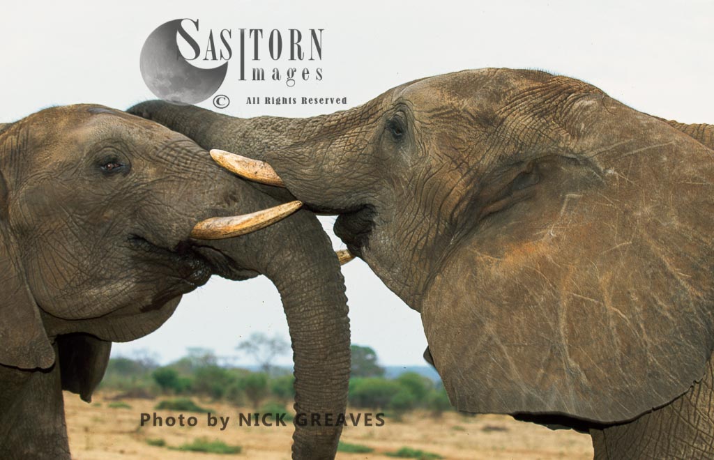 African Elephant (Loxodonta africana), bulls sparring, Moremi Game Reserve, Okavango Delta, Botswana.