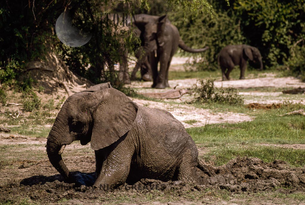 African Elephants (Loxodonta africana), calf digging and playing in mud, Hwange National Park, Zimbabwe