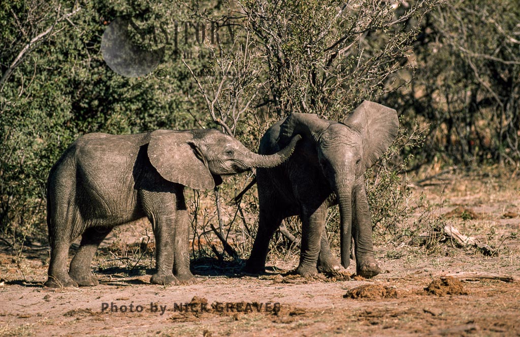 African Elephant (Loxodonta africana), twin calves playing, Hwange National Park, Zimbabwe