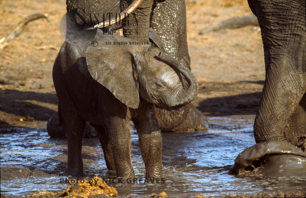 African Elephant (Loxodonta africana), calf in water at Water Pan, Hwange National Park, Zimbabwe, waterhole