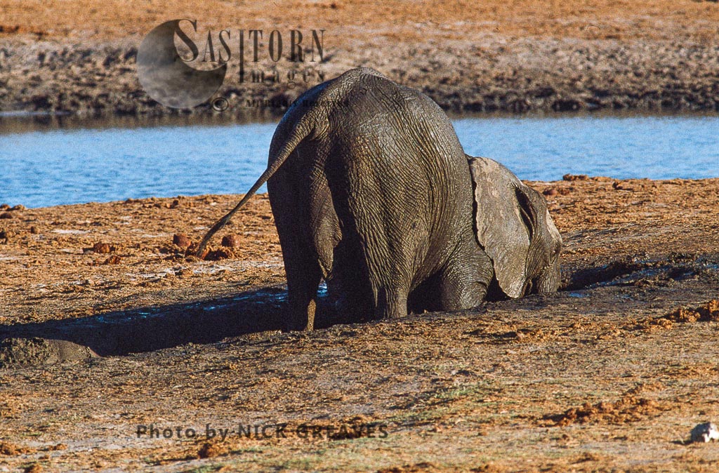 African Elephant (Loxodonta africana), digging salts, Hwange National Park, Zimbabwe