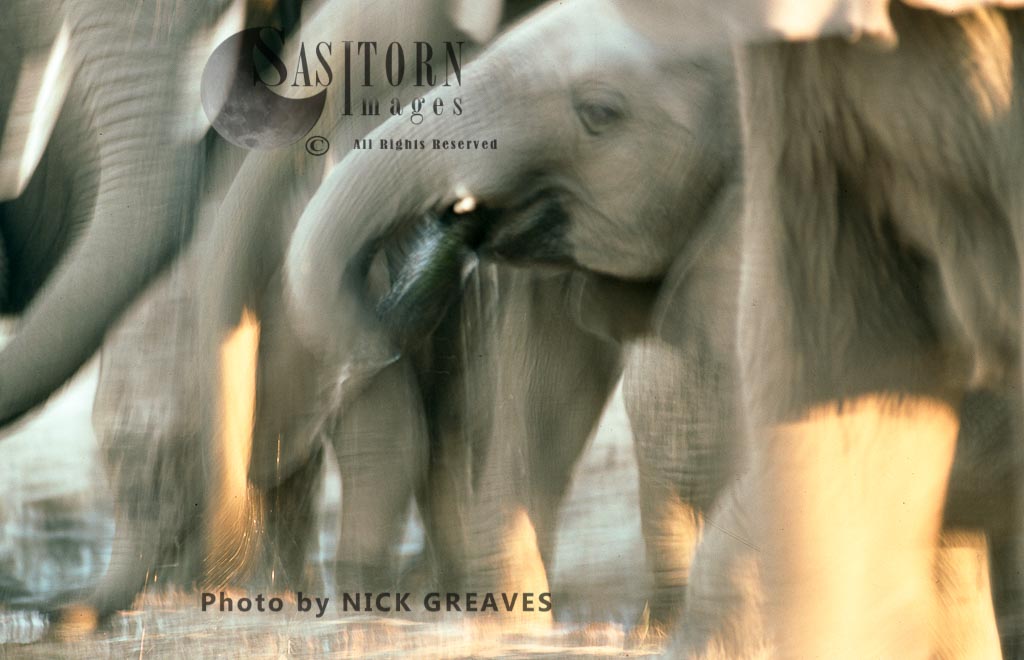 African Elephant (Loxodonta africana), drinking, Hwange National Park, Zimbabwe