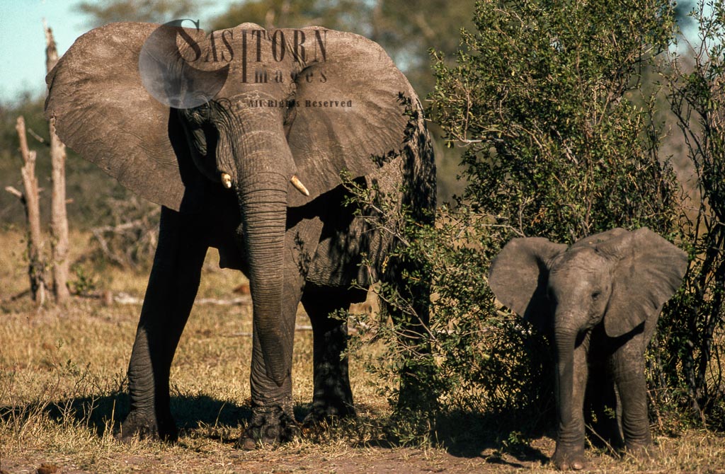 African Elephant (Loxodonta africana), cow and calf, Hwange National Park, Zimbabwe 