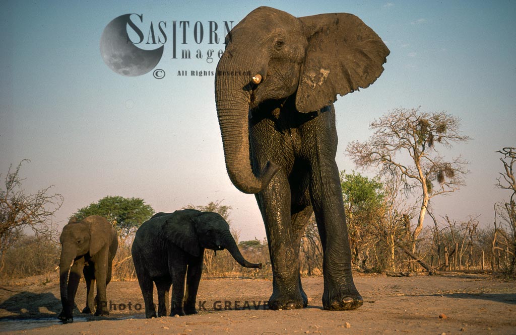 African Elephant (Loxodonta africana), Elephant Cow and two calves, Hwange Safari Lodge, Zimbabwe