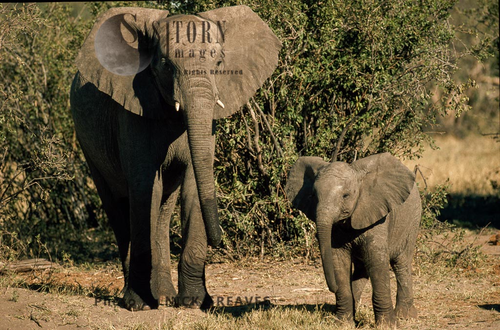 African Elephant (Loxodonta africana), cow and calf, Hwange National Park, Zimbabwe