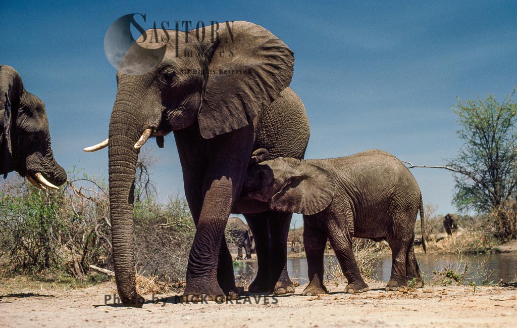 African Elephant (Loxodonta africana), cow and suckling calf, Hwange National Park, Zimbabwe