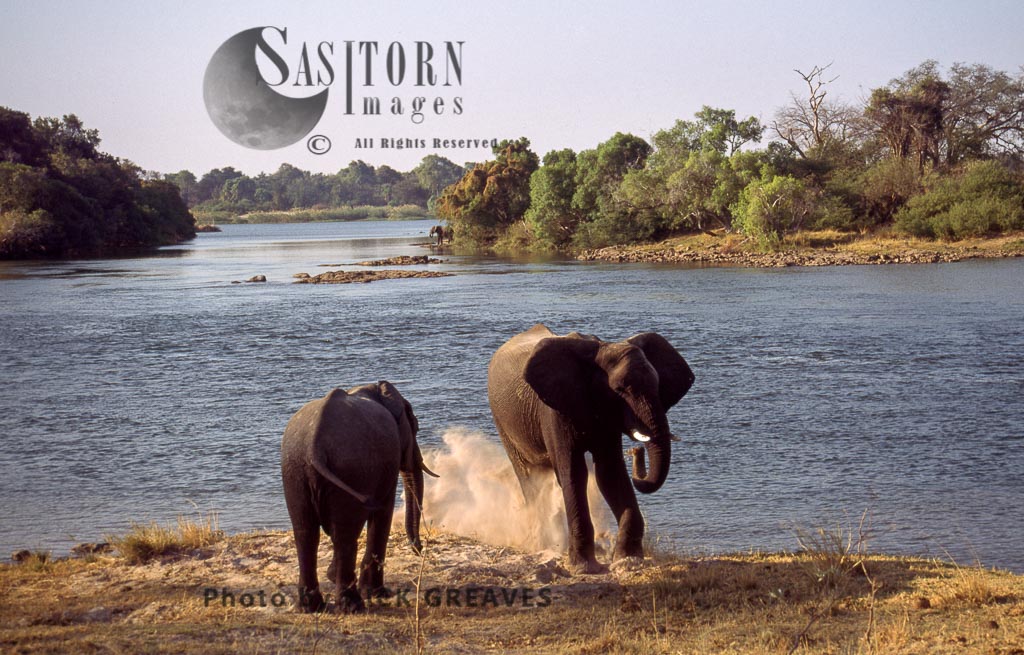 African Elephant (Loxodonta africana), dusting by river, Zambezi National Park, Zimbabwe