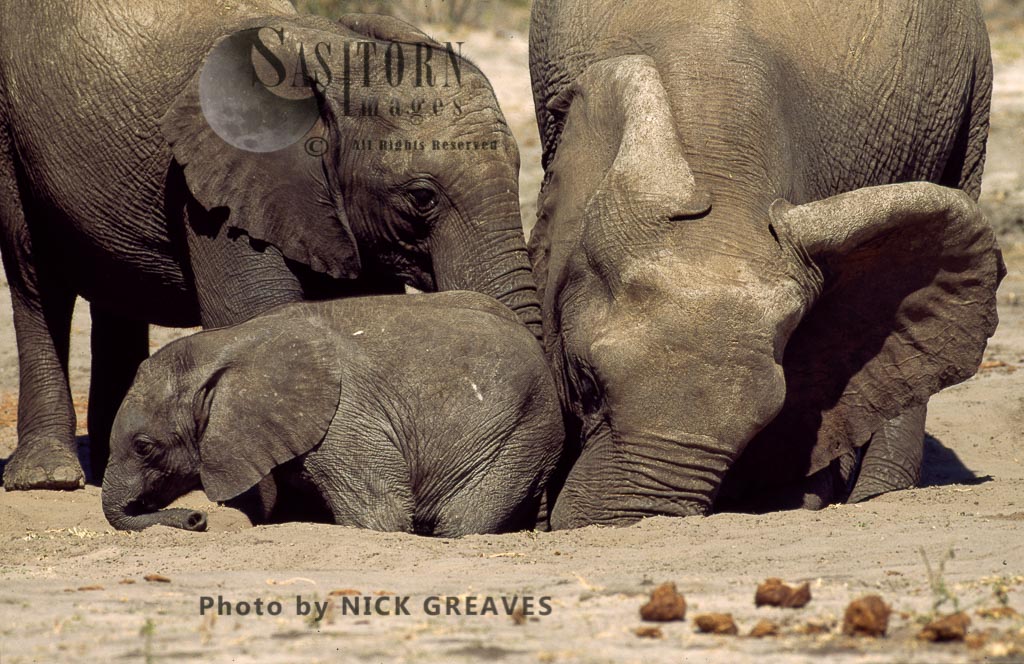 African Elephant (Loxodonta africana), herd with calf digging for salts, Hwange National Park, Zimbabwe
