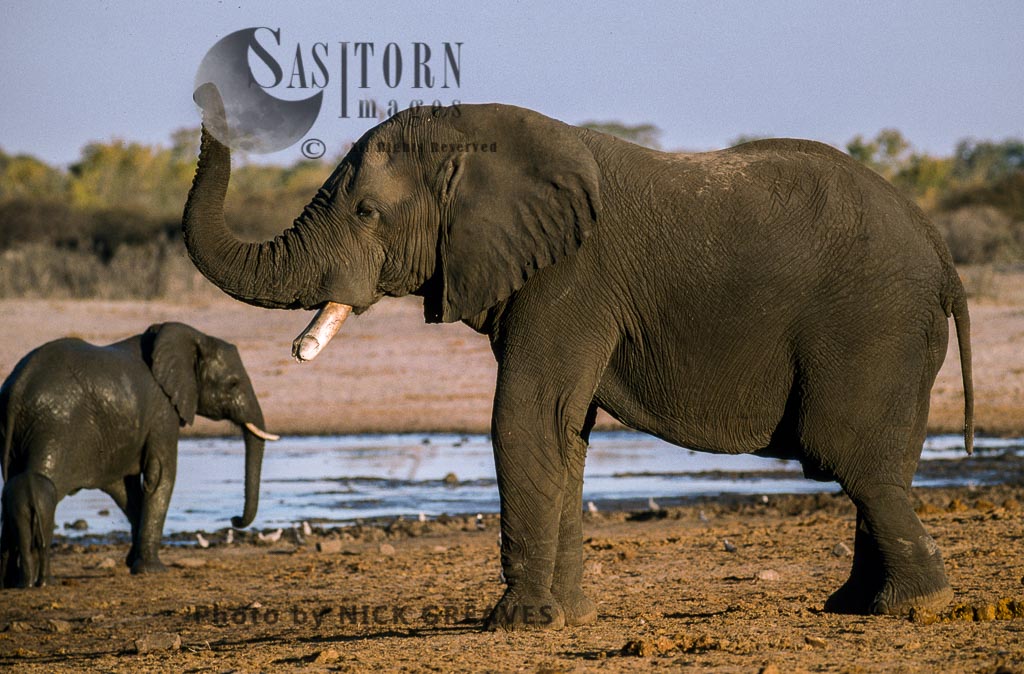 African Elephant (Loxodonta africana), scenting, Mother and calf, Hwange National Park, Zimbabwe