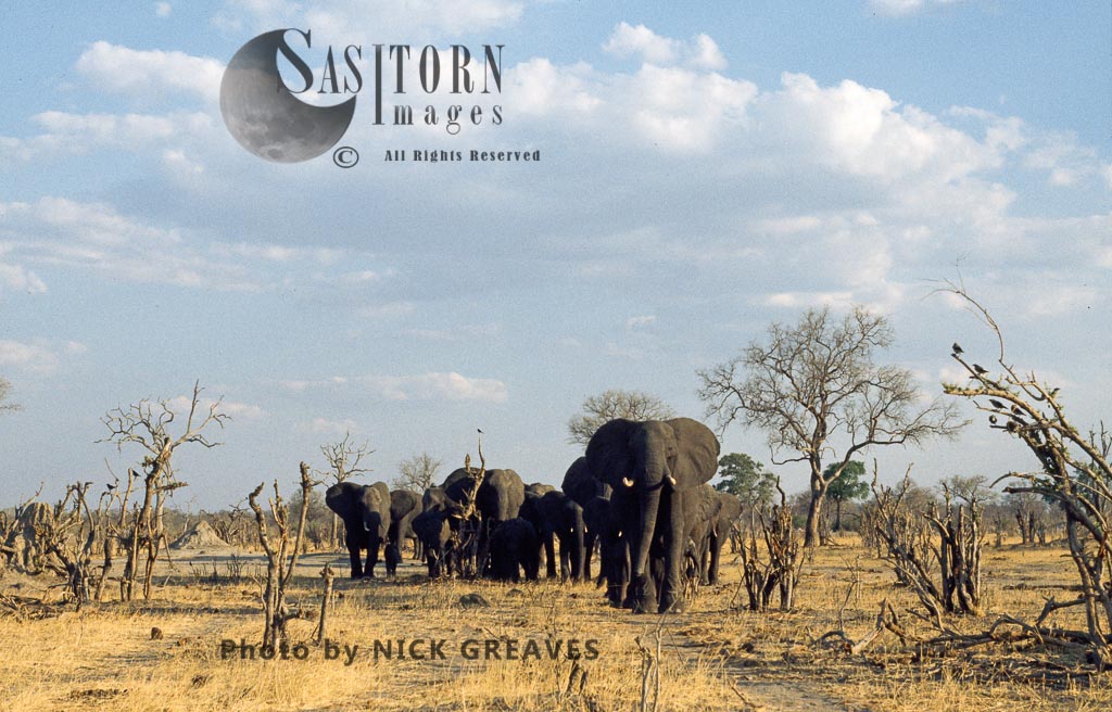African Elephant breed herd, Loxodonta africana, Hwange National Park, Zimbabwe