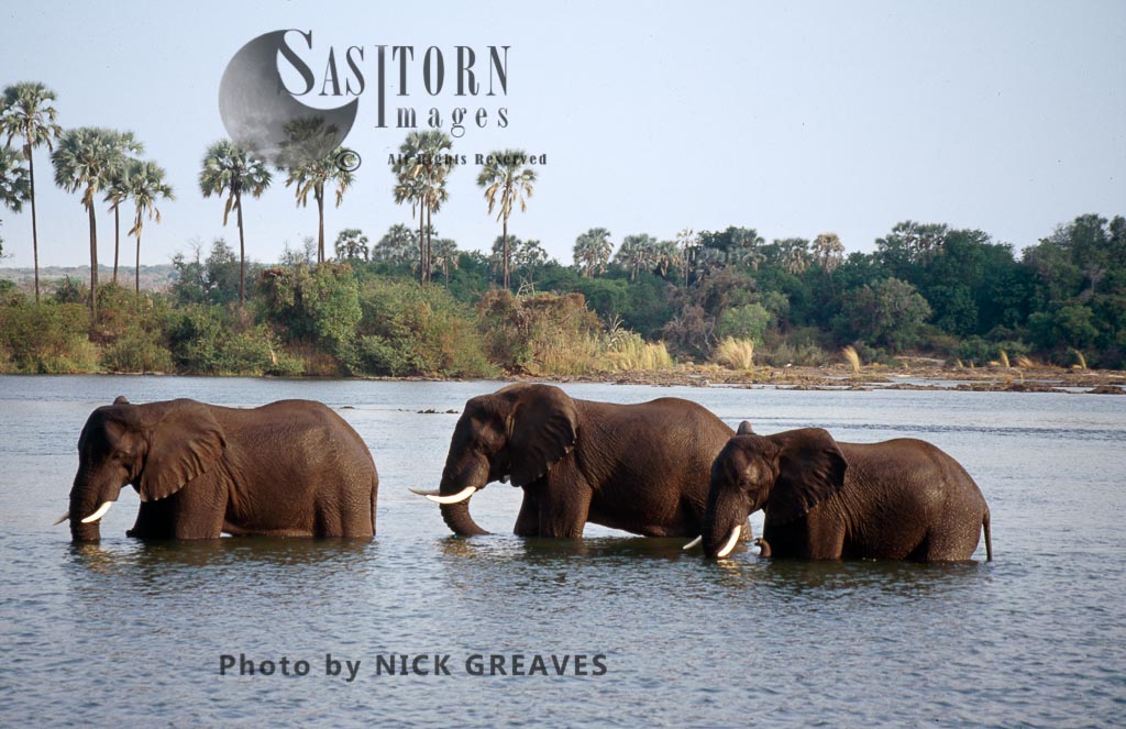 African Elephants wadding in water, Loxodonta africana, Zambezi National Park, Zimbabwe