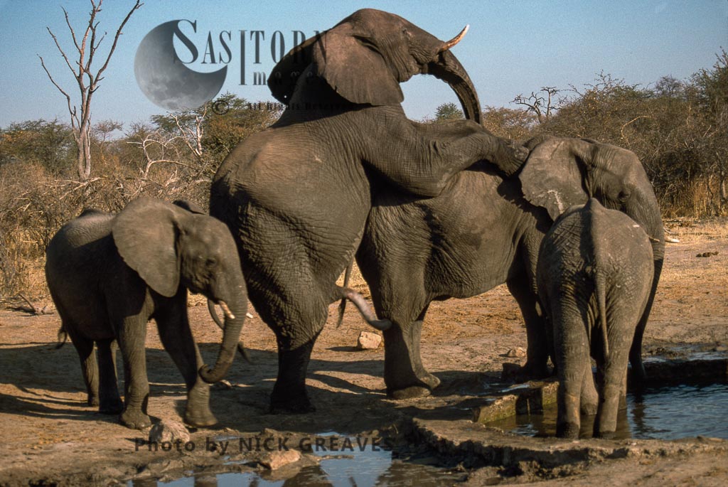 African Elephants (Loxodonta africana), Bull and Cow Mating, Hwange National Park, Zimbabwe