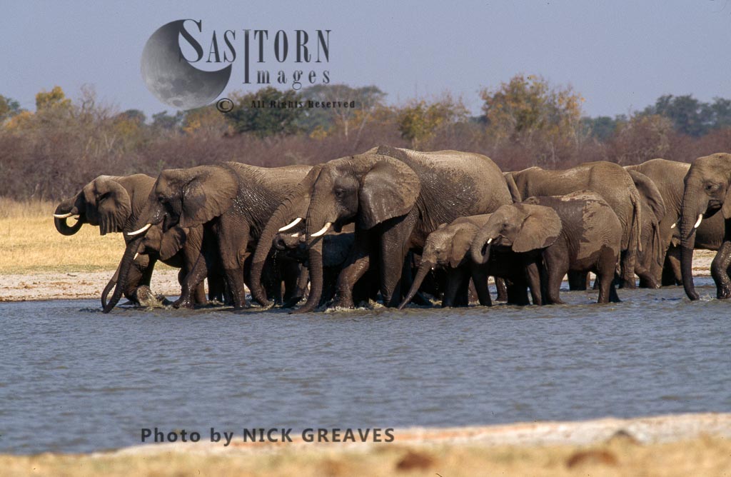 African Elephant herd at pan, Loxodonta africana, Hwange National Park, Zimbabwe