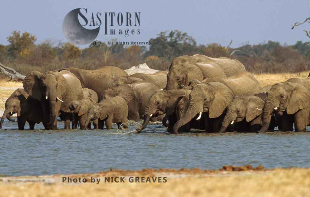 African Elephant herd at pan, Loxodonta africana, Hwange National Park, Zimbabwe