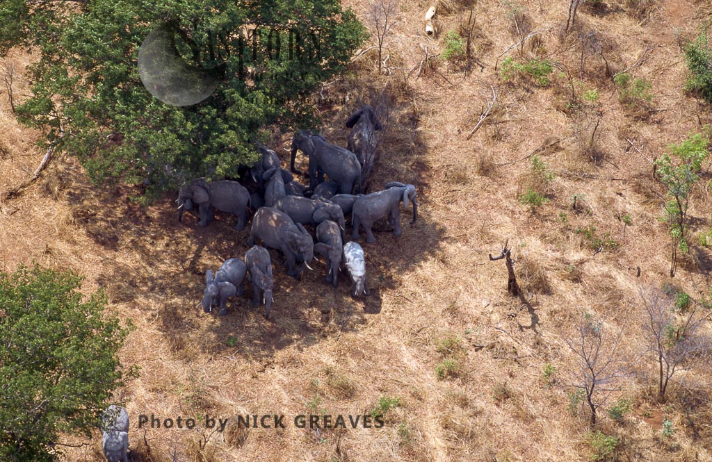 African Elephants herd from the air, Loxodonta africana, Zambezi National Park, Zimbabwe