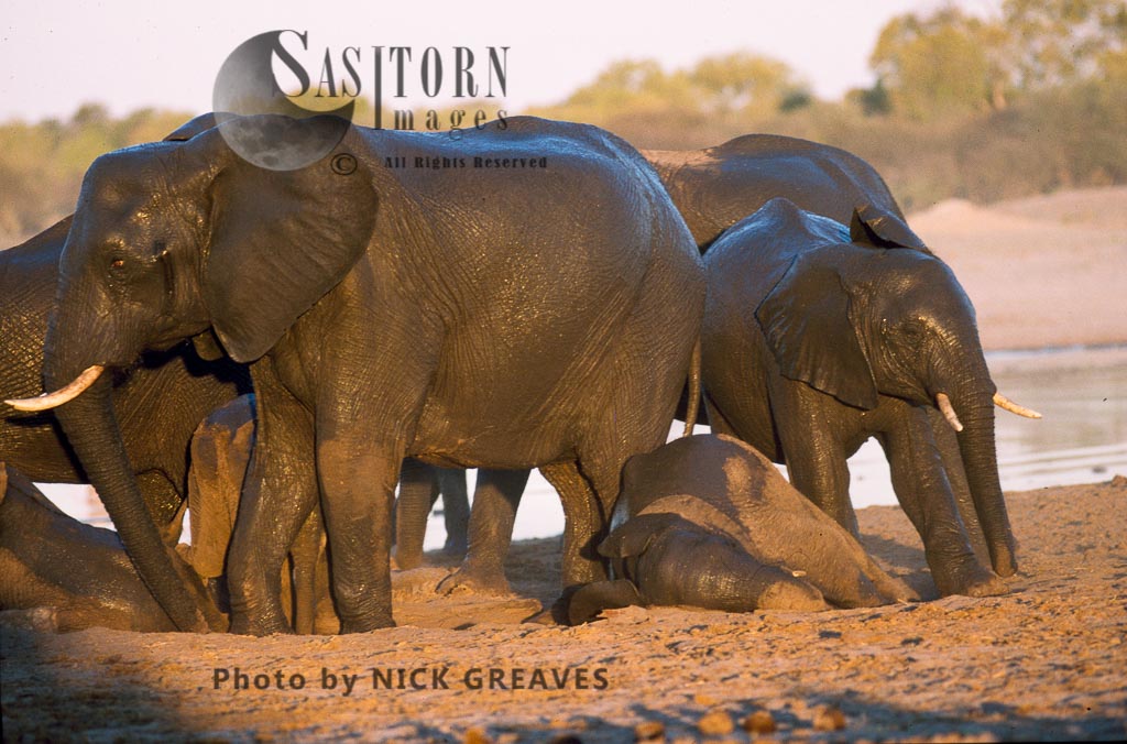 African Elephant (Loxodonta africana), calves dusting in herd, Hwange National Park, Zimbabwe