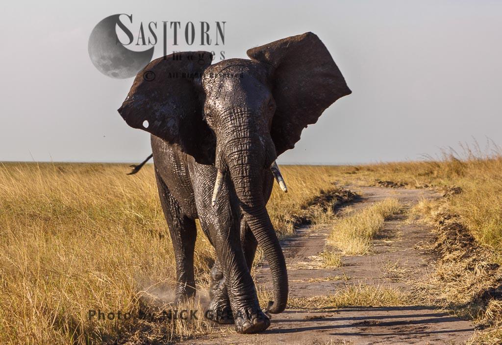 approaching Elephant (Loxodonta africana)