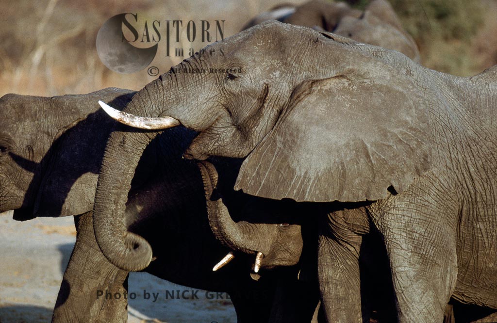 African Elephant (Loxodonta africana), Cow and calf feeding, Hwange National Park, Zimbabwe