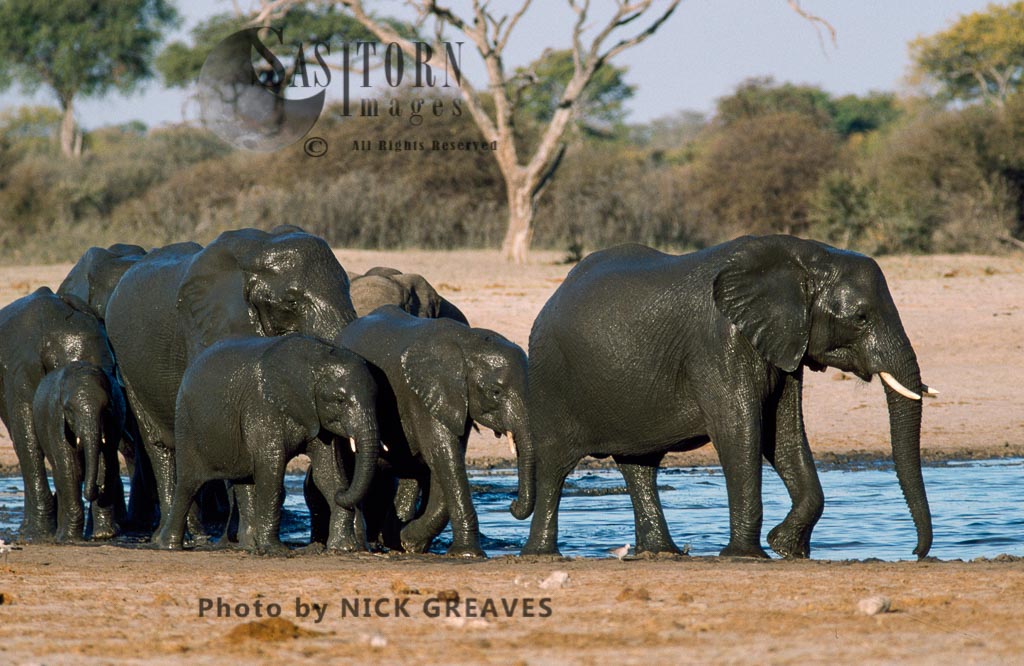 African Elephant (Loxodonta africana), herd after bathing, Hwange National Park, Zimbabwe